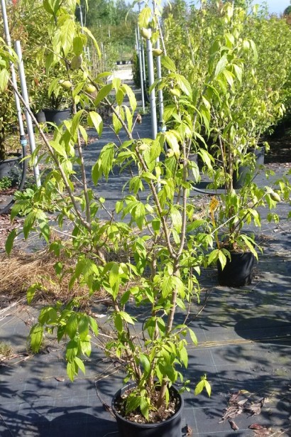 Chimonanthus praecox в горшку 